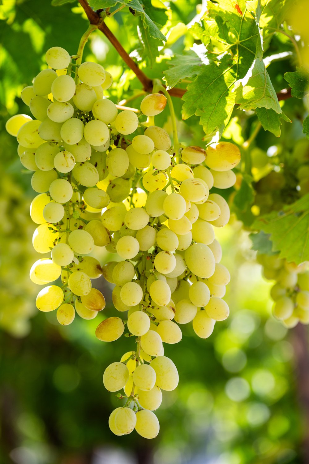 Close detail of Syrah grapes ripening on the vine at the Varouhas Estate — dark fruit bunches hanging against green leaves, destined for the Estate Varouhas cuvée.