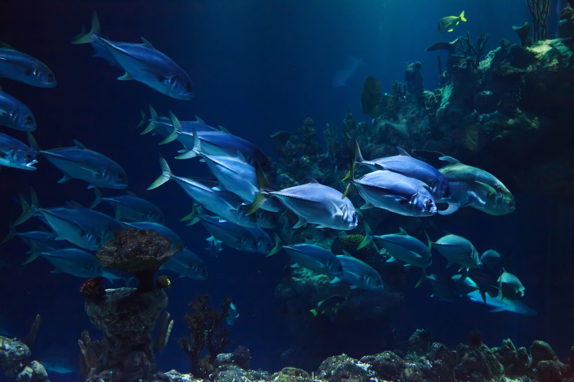 CretAquarium Near Heraklion
